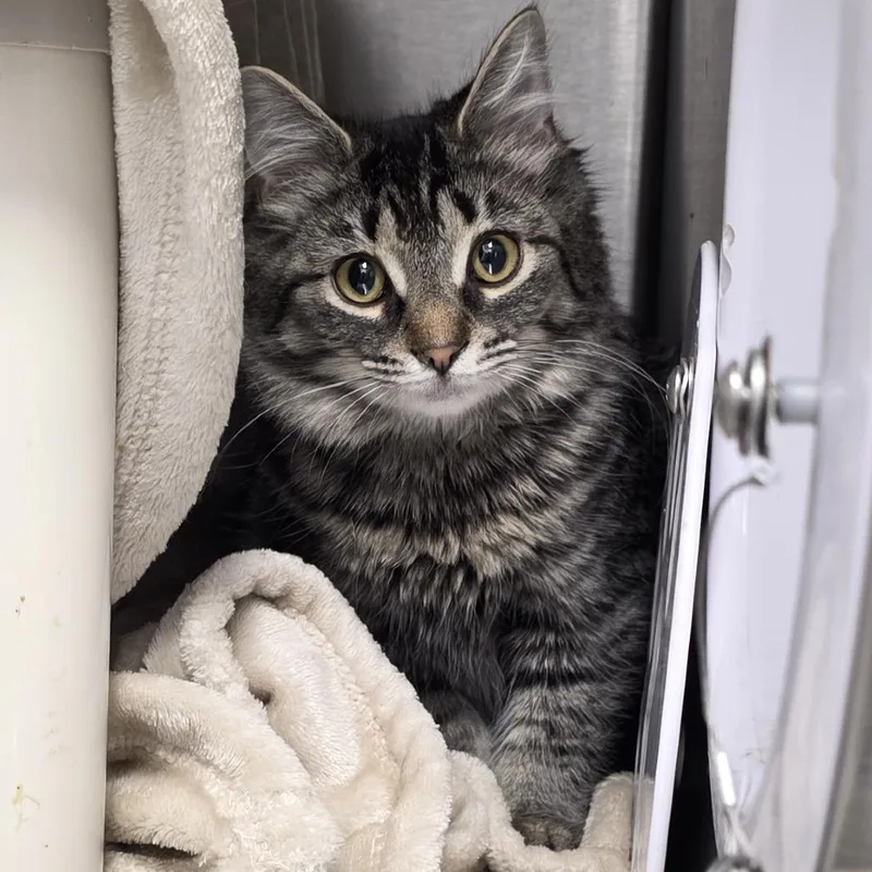 Baby Spice thumbnail 3