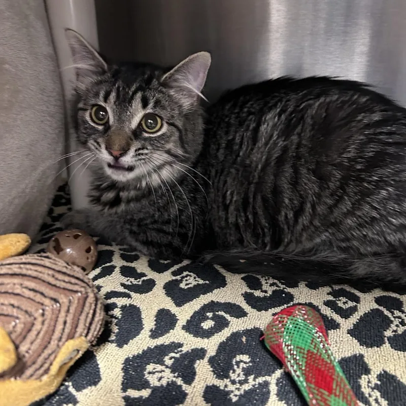 Baby Spice thumbnail 4