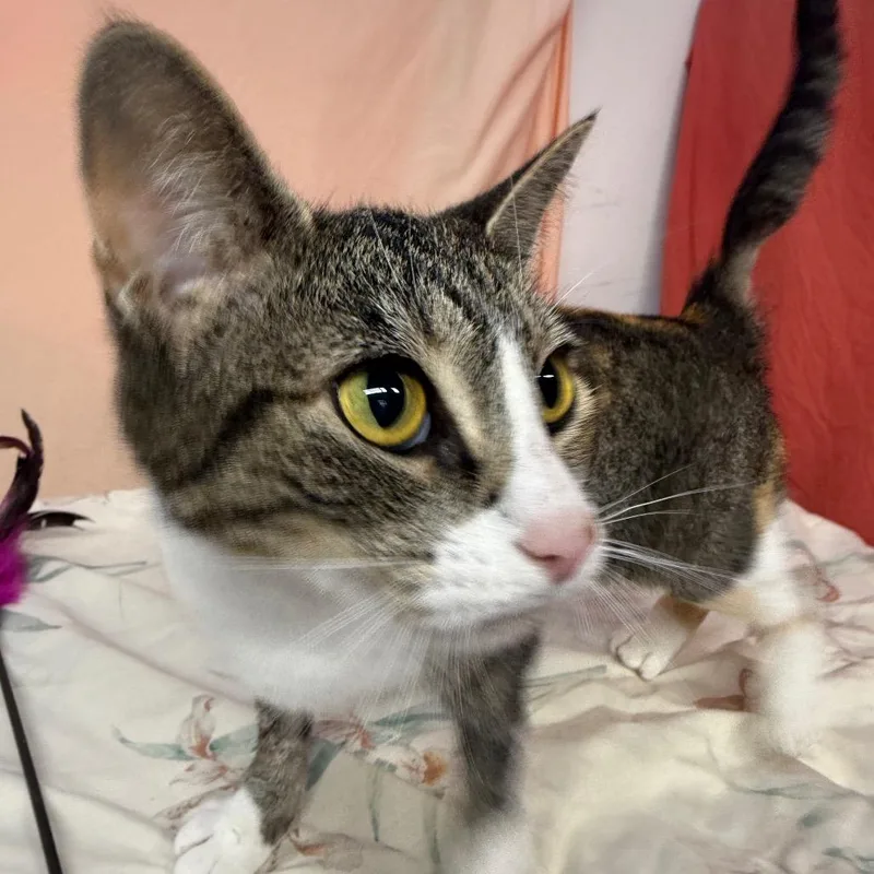 A senior medium-sized female Torbie Domestic Short Hair cat named Fossie Girl for adoption in Eaton Rapids, MI