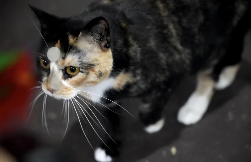 Emmaline thumbnail 4