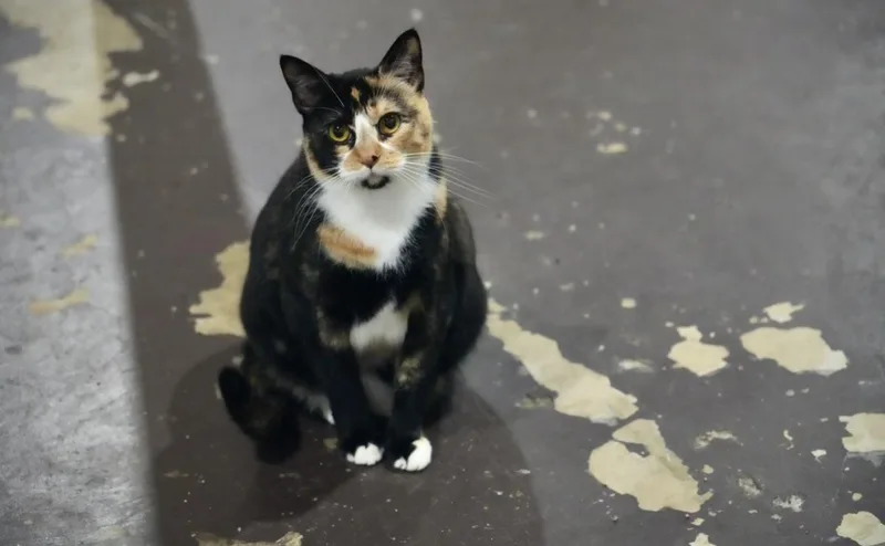 Emmaline thumbnail 5