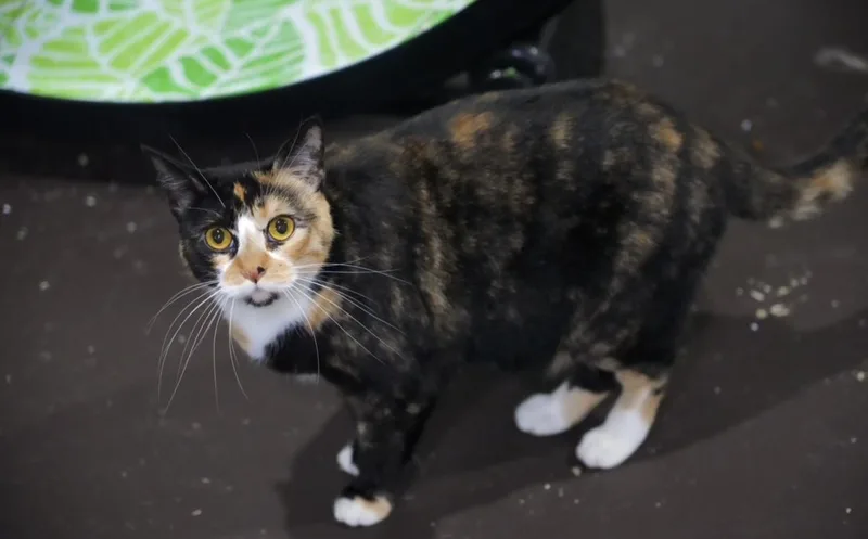 Emmaline thumbnail 6