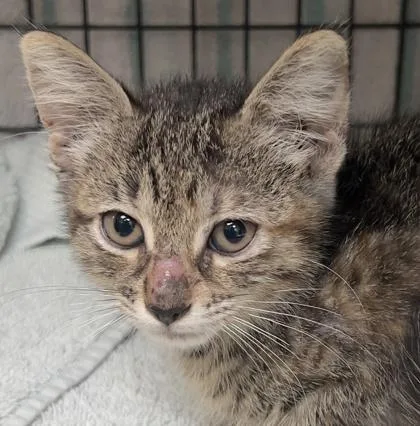 A baby small-sized female Domestic Short Hair cat named Josephine for adoption in Honolulu, HI