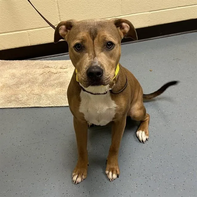 A young medium-sized female Pit Bull Terrier dog named Tuna for adoption in Denver, CO
