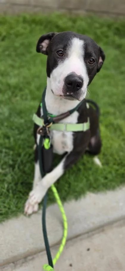 An adult large-sized male Pit Bull Terrier dog named Goober for adoption in Honolulu, HI