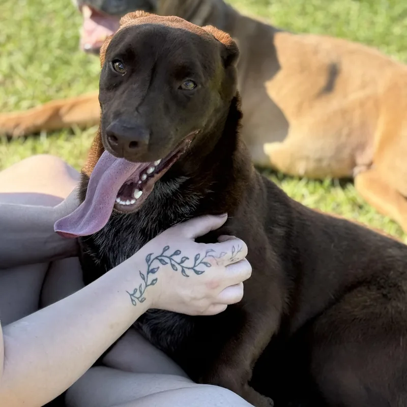 A young medium-sized male Chocolate Labrador Retriever dog named Denver for adoption in Mount Hermon, LA