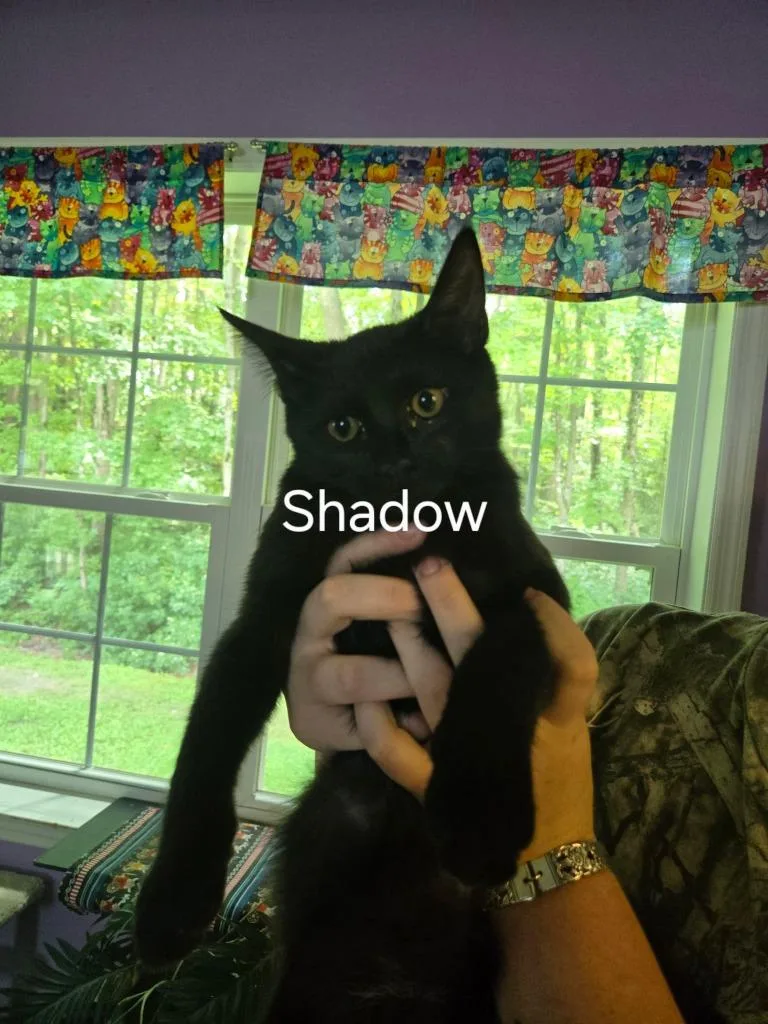 A baby small-sized male Domestic Short Hair cat named Shadow for adoption in Cambridge, MD