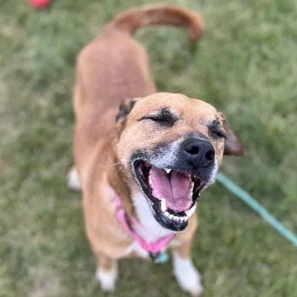An adult medium-sized female Mixed Breed dog named Lexa for adoption in Janesville, WI