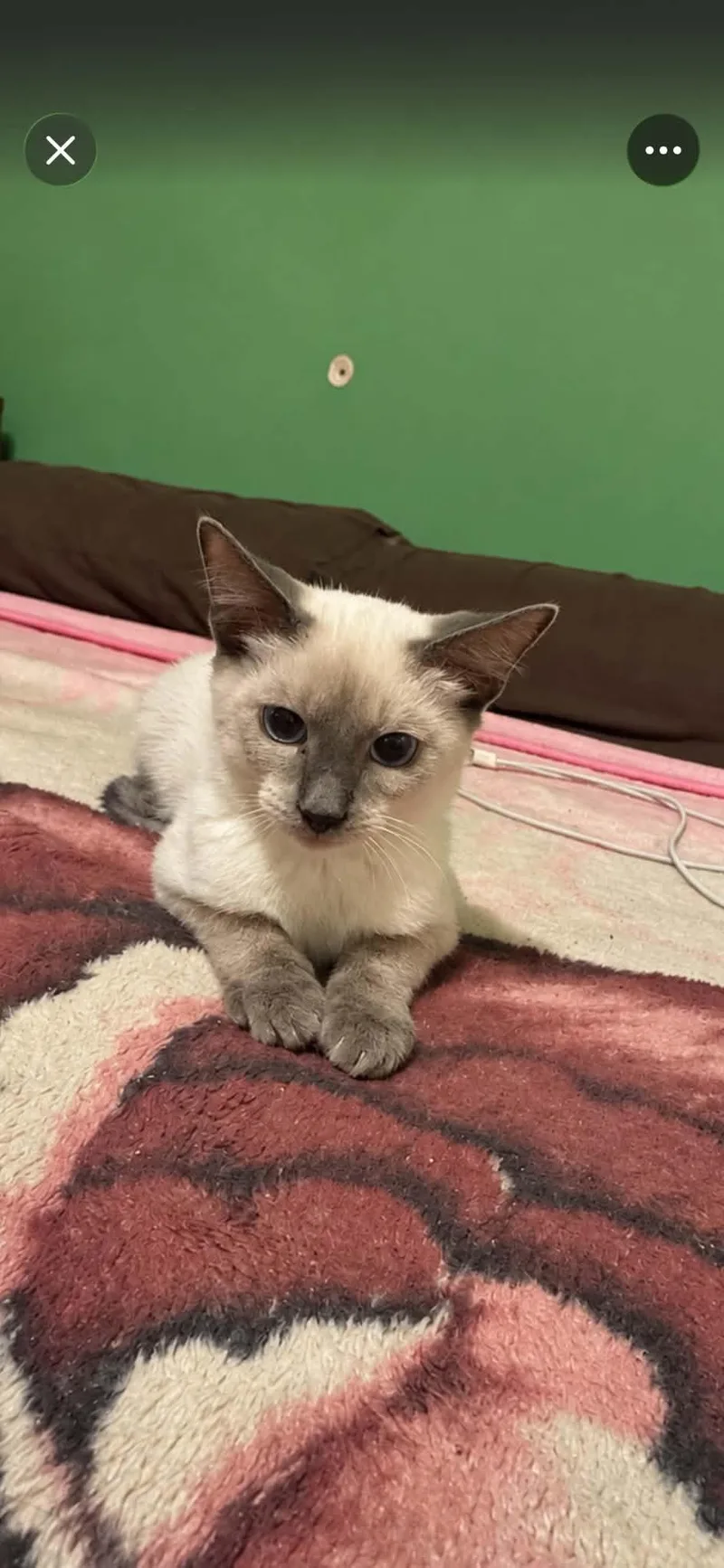 A baby small-sized male Tabby (Gray / Blue / Silver) Siamese cat named Kimchi and Toast for adoption in Lawrenceville, GA