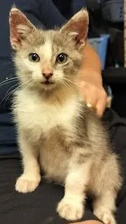 A baby small-sized male Domestic Short Hair cat named Alvin for adoption in Columbia, SC