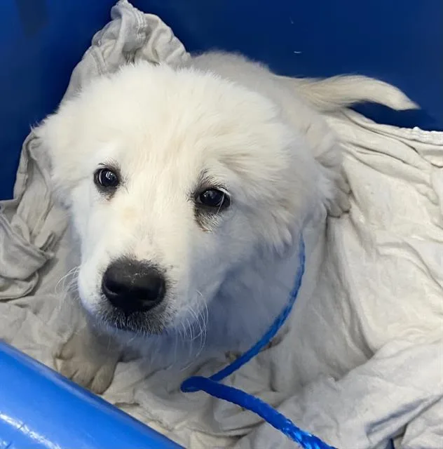 A baby large-sized male Mixed Breed dog named Laredo for adoption in Dallas, TX