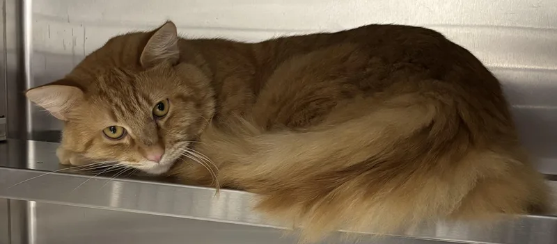 An adult large-sized male Domestic Medium Hair cat named Nacho for adoption in Marblehead, MA