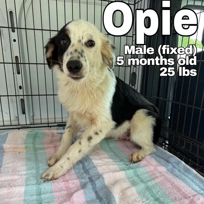 Opie