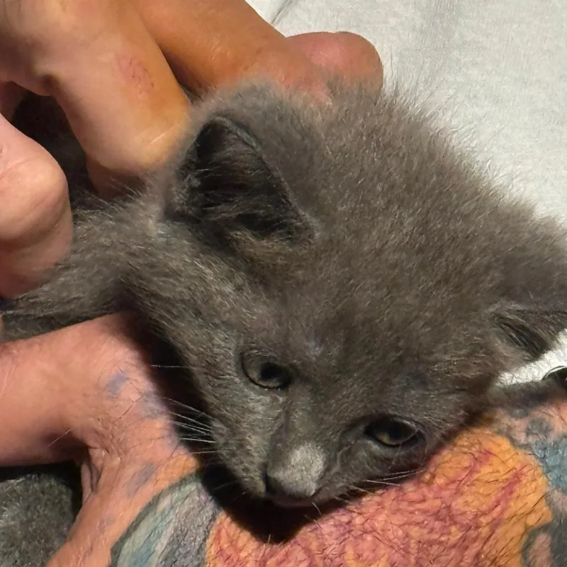 A baby small-sized male Gray / Blue / Silver Domestic Short Hair cat named Volt for adoption in West Palm Beach, FL