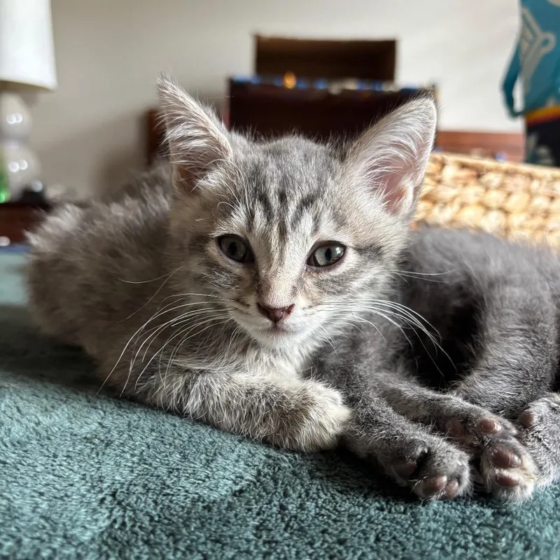 A baby small-sized female Gray / Blue / Silver Domestic Short Hair cat named Pippi for adoption in Columbia, MO