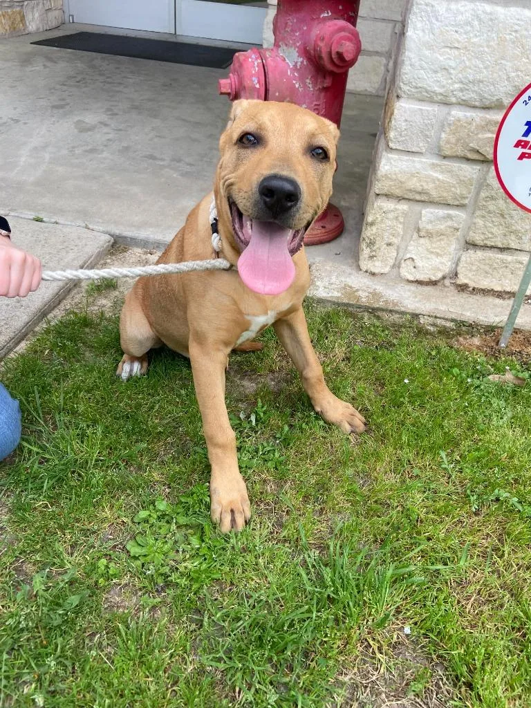 Dog Kennel  Scrappy thumbnail 2