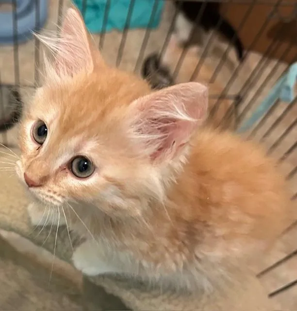 A baby small-sized female Domestic Short Hair cat named Franny for adoption in Sacramento, CA