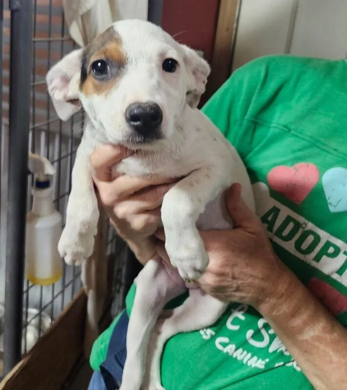 A baby small-sized female Chihuahua dog named Joy for adoption in Windsor, CO