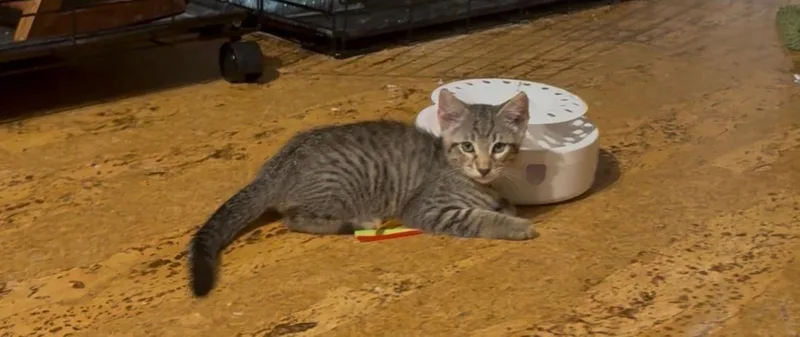A baby small-sized male Tabby (Buff / Tan / Fawn) Domestic Short Hair cat named Colton & Rowan BONDED for adoption in Boca Raton, FL
