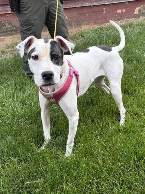 A young medium-sized female White / Cream American Staffordshire Terrier dog named Marina for adoption in Manhasset, NY