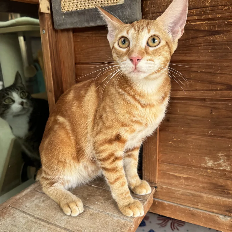 Simba thumbnail 2