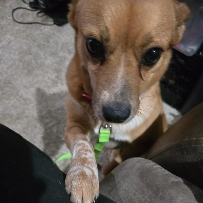 A baby medium-sized female Red / Chestnut / Orange Cattle Dog dog named Foxy Roxy for adoption in Enid, OK