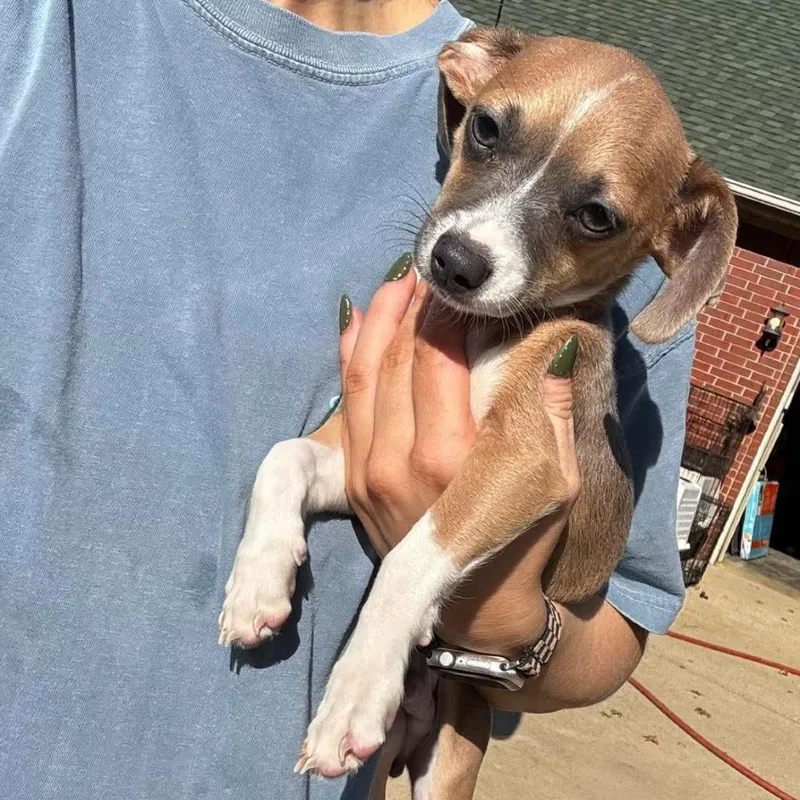 A baby small-sized male Brown / Chocolate Mixed Breed dog named Salem for adoption in Rockville, MD