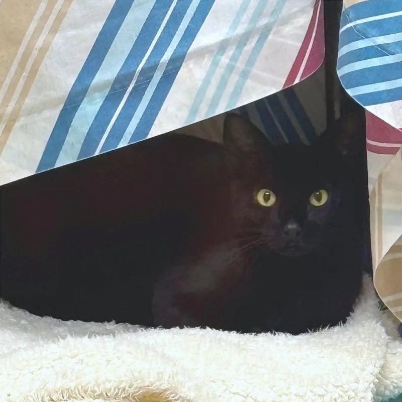 A young small-sized female Black Domestic Short Hair cat named Mami for adoption in Springfield, MA