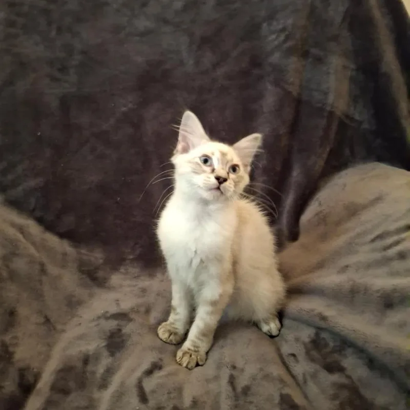 A baby small-sized male White Domestic Short Hair cat named Jelly roll for adoption in Rocky Mount, VA
