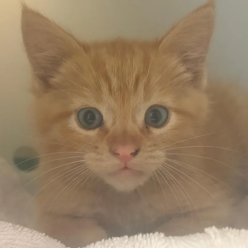 Fiyero