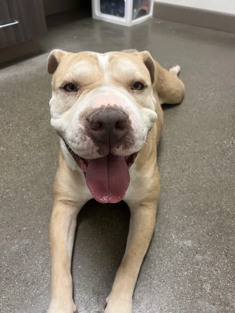 A young large-sized female Pit Bull Terrier dog named Ladybug for adoption in Chico, CA