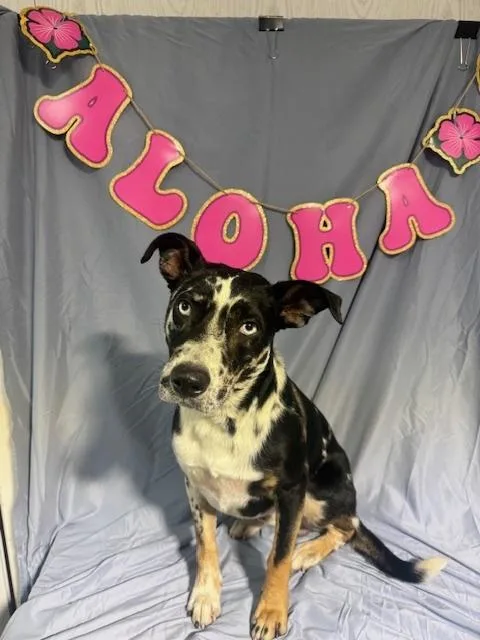 An adult medium-sized male Tricolor (Brown, Black, & White) Australian Cattle Dog / Blue Heeler dog named Bleu for adoption in Opelousas, LA