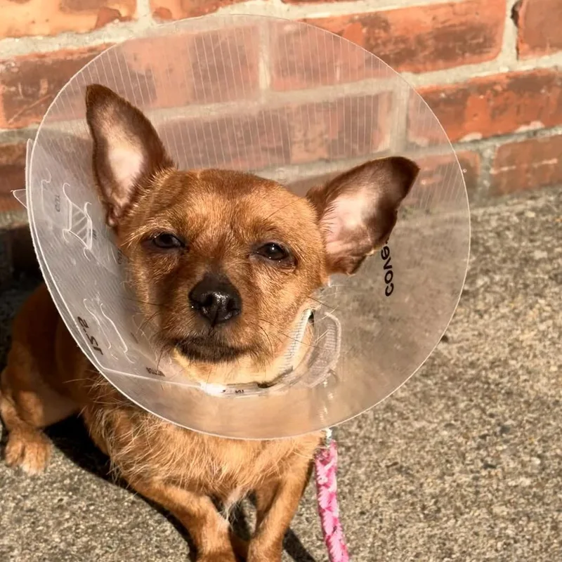 An adult small-sized female Yellow / Tan / Blond / Fawn Chihuahua dog named Titi for adoption in Providence, RI