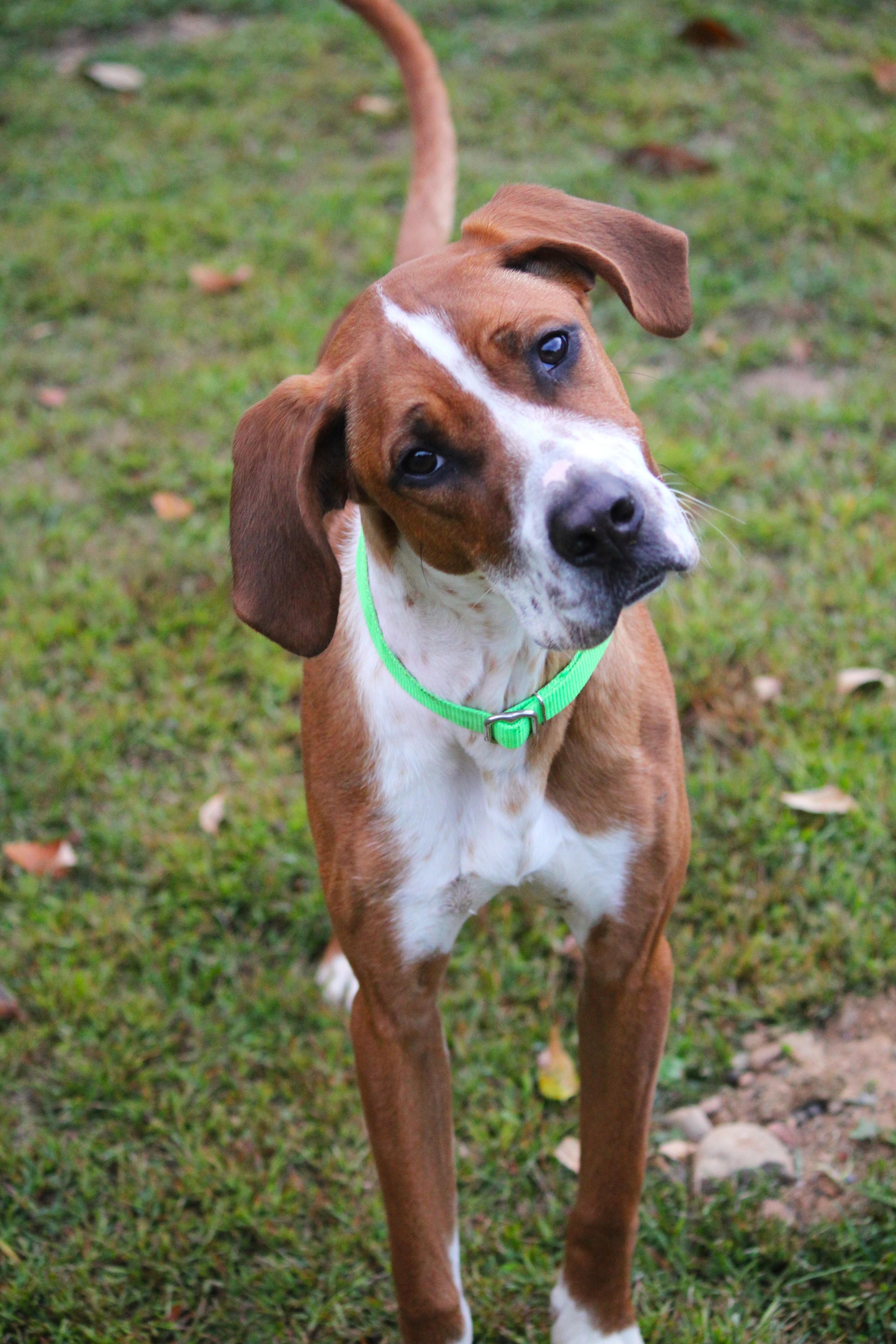 A baby medium-sized male Boxer dog named Oscar for adoption in Hayward, WI