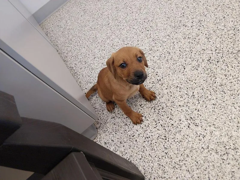 Seven German Shepherd Mix