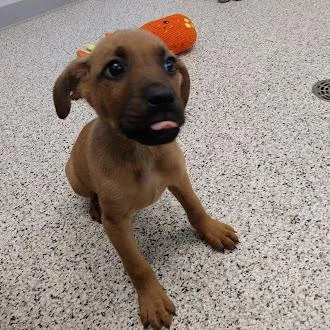 Seven German Shepherd Mix thumbnail 2