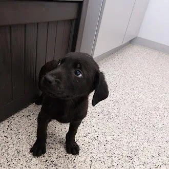 Seven German Shepherd Mix thumbnail 4