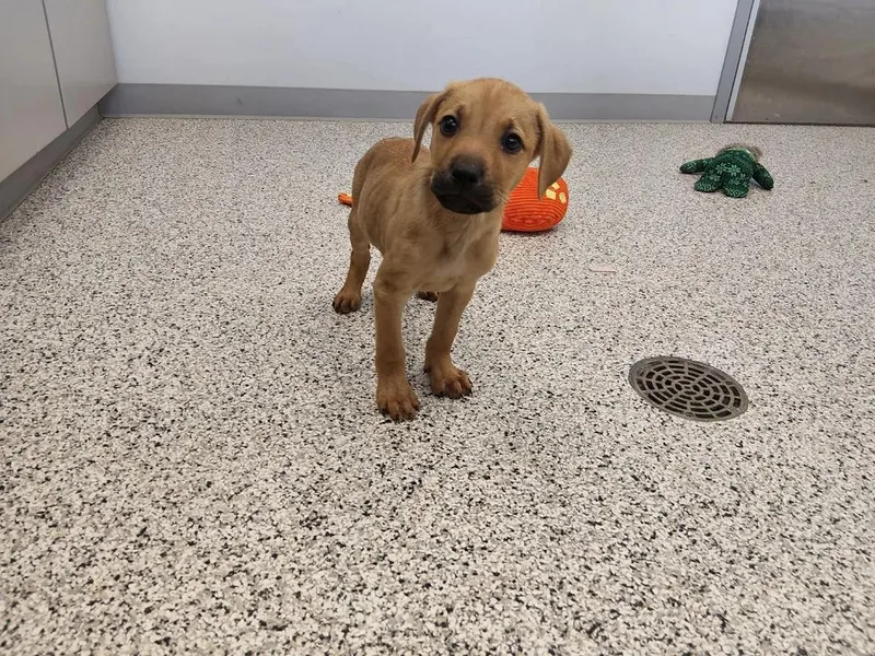 Seven German Shepherd Mix thumbnail 5