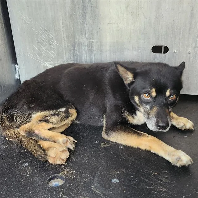 An adult medium-sized male Terrier dog named Remi for adoption in San Antonio, TX