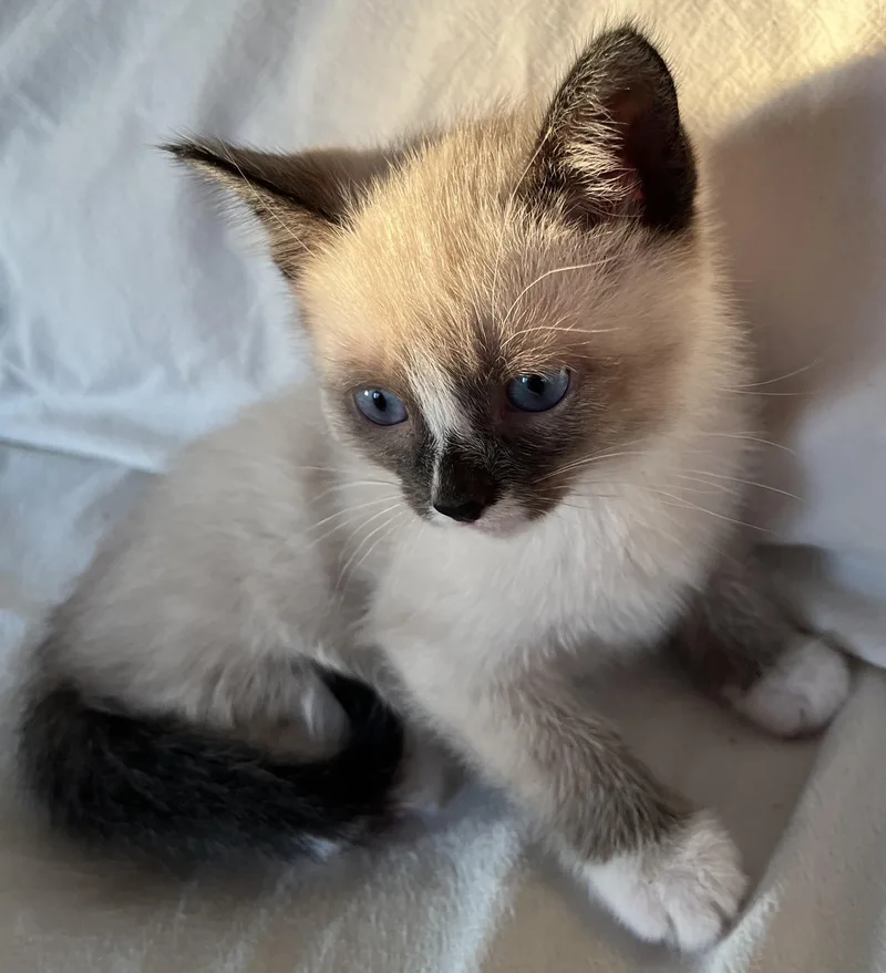 A baby medium-sized male Snowshoe cat named Clyde for adoption in Hood RIver, OR