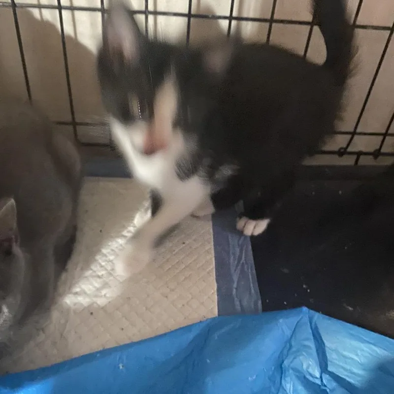 A baby small-sized male Black Domestic Short Hair cat named Butternut for adoption in Irwin, PA