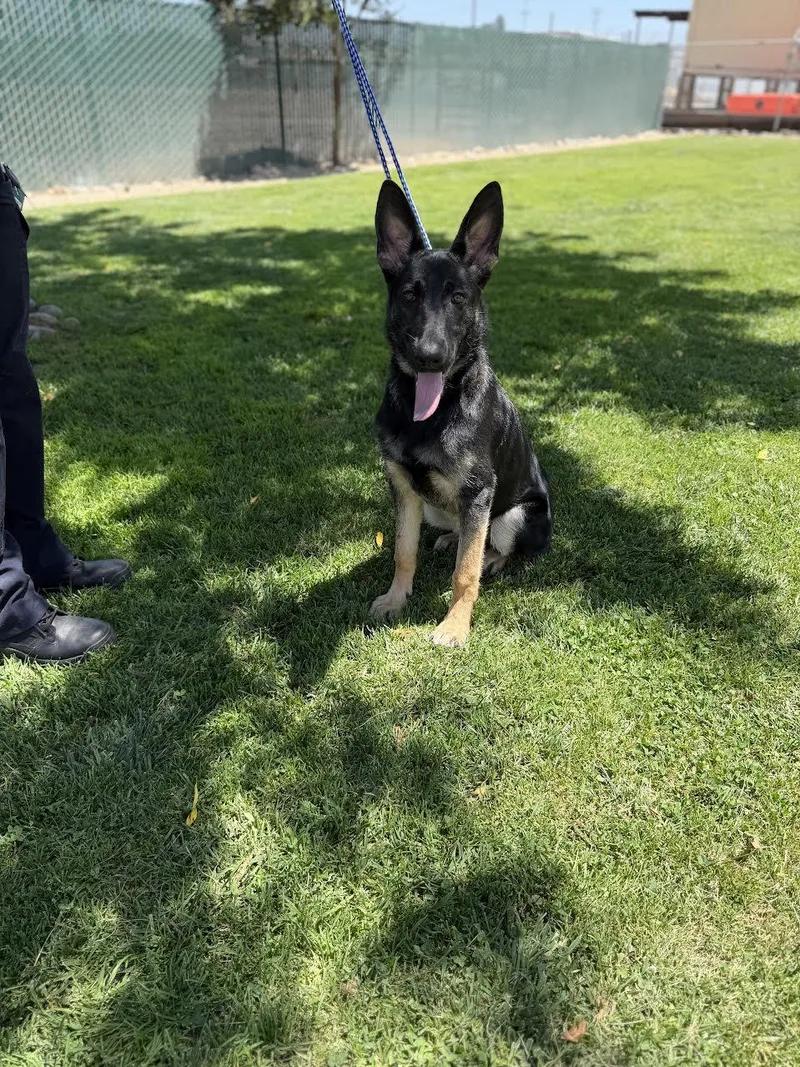 A young medium-sized female Bicolor German Shepherd Dog dog named Sierra for adoption in Oakdale, CA