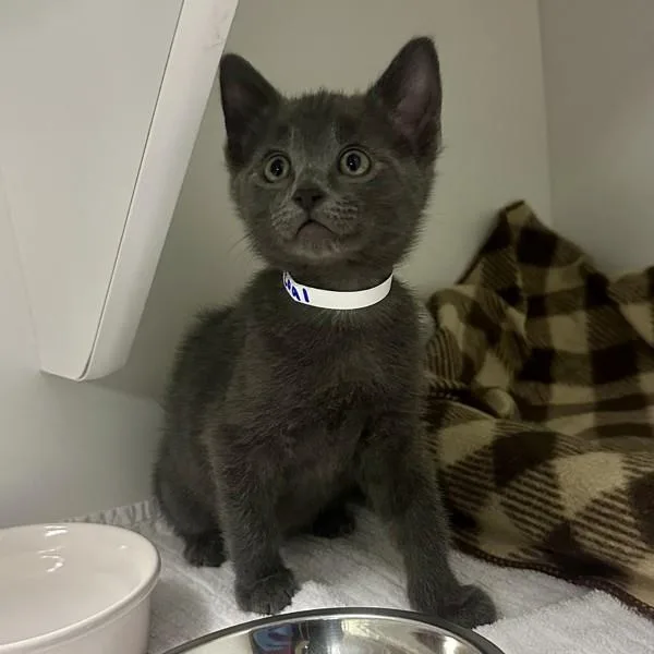 Coal