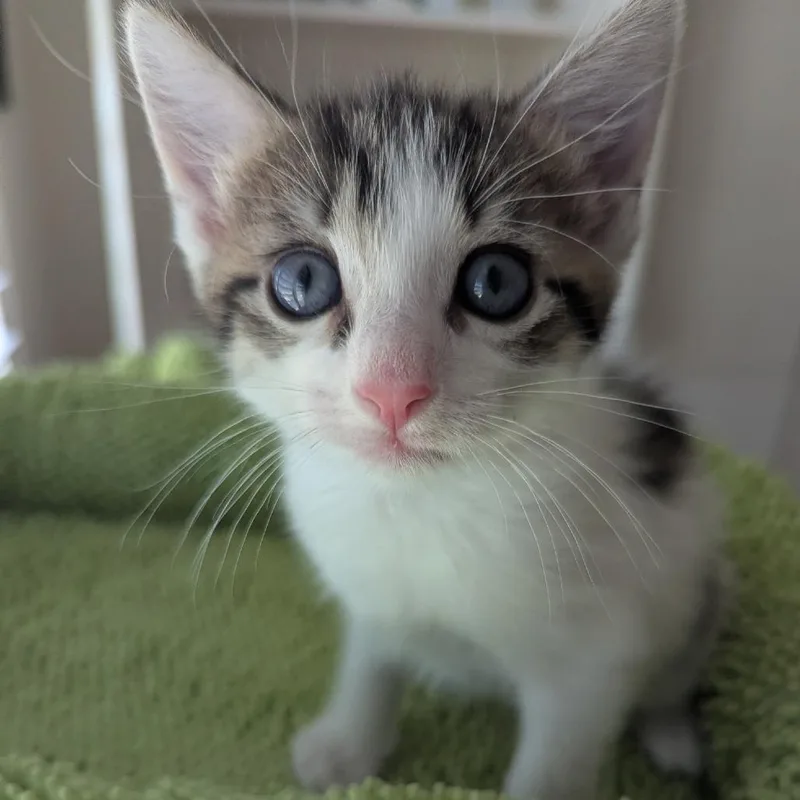 A baby small-sized male White Domestic Short Hair cat named Will for adoption in Lake Panasoffkee, FL
