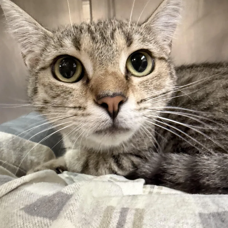 A baby medium-sized female Domestic Short Hair cat named Linda for adoption in Latrobe, PA