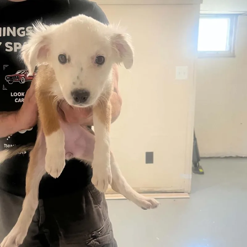 A baby large-sized female White / Cream Border Collie dog named Peaches for adoption in Pasadena , MD