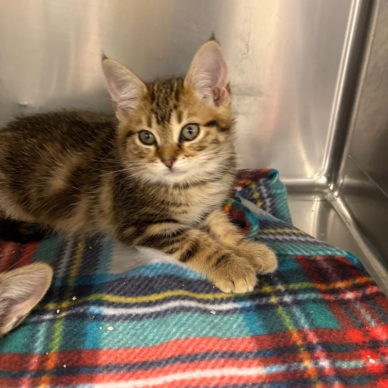A baby small-sized male Domestic Medium Hair cat named Logan for adoption in Spokane, WA
