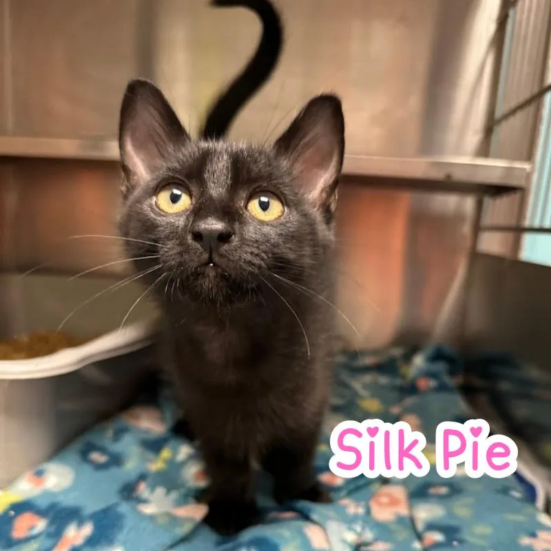 Silk Pie
