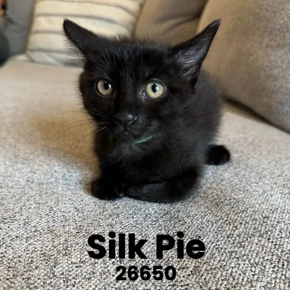 Silk Pie thumbnail 2