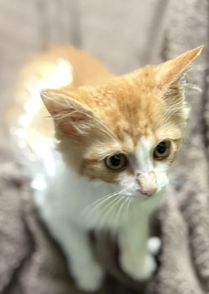 A baby small-sized male Orange & White Domestic Long Hair cat named Black Widow for adoption in Jackson, MI